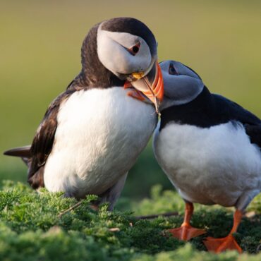 New law to tackle ‘nature emergency’ in Wales – where ‘one in six species at risk of extinction’