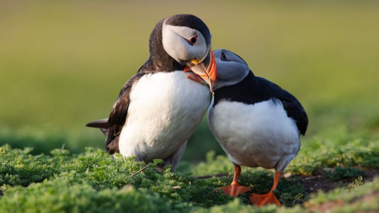 New law to tackle ‘nature emergency’ in Wales – where ‘one in six species at risk of extinction’