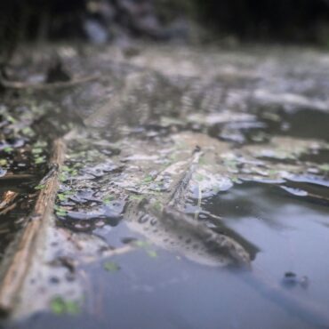 ‘Forever chemical’ found in dozens of UK rivers, study finds