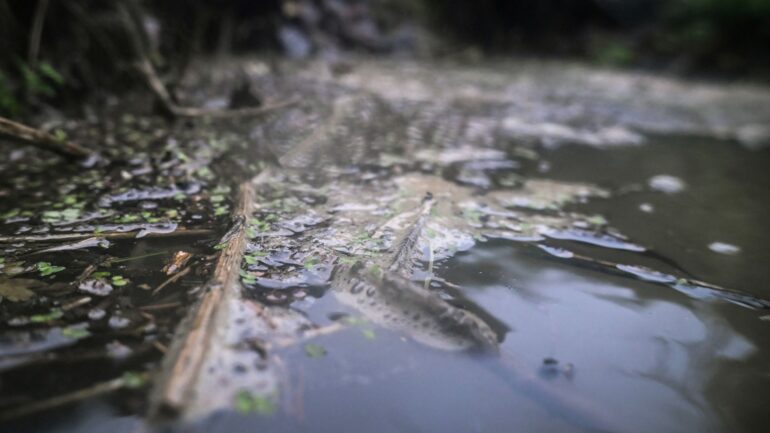 ‘Forever chemical’ found in dozens of UK rivers, study finds