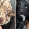Anger as three-month-old puppies abandoned in bucket as temperatures soar