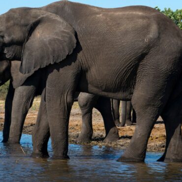 Elephant kills two people including British woman