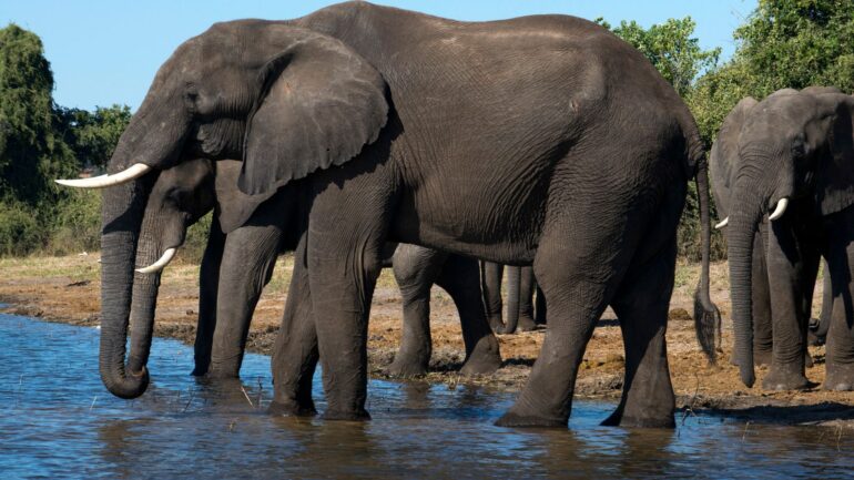 Elephant kills two people including British woman