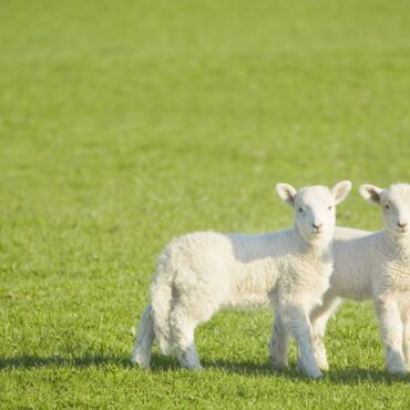 Farm visitors told not to hug lambs after disease outbreak