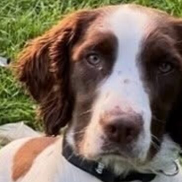 Police dog that took part in Queen Elizabeth II’s funeral dies after car crash