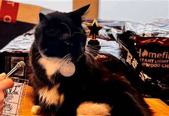 ‘He’s an icon’: Much-loved ‘Tesco cat’ wins vote to be community mascot