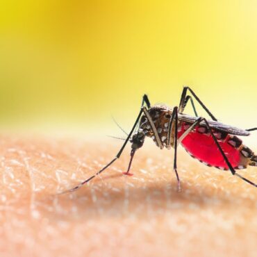 Mosquito bite warning for travellers after rise in chikungunya cases in UK