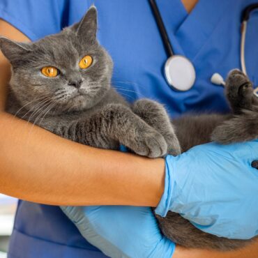 Cats develop dementia similarly to humans, study finds
