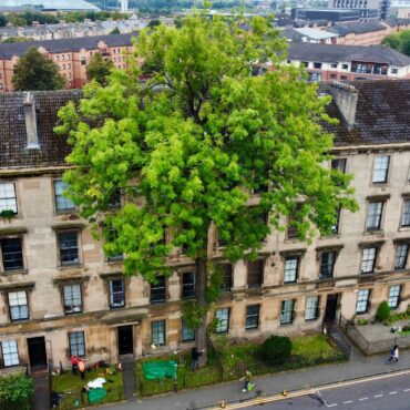 Wildcard entry wins Tree of the Year 2025