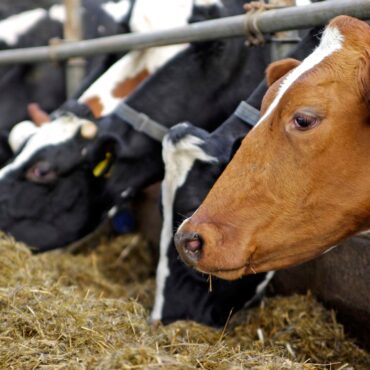 UK handed stark warning over disease ravaging its farms
