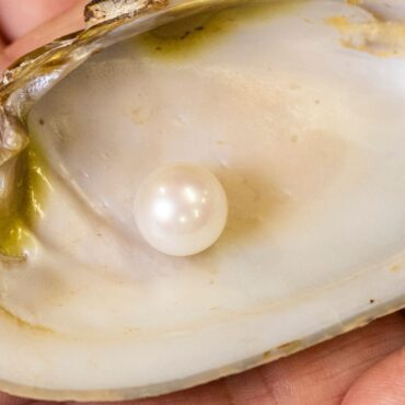 ‘One-of-a-kind’ Scottish pearl goes on display: Here’s why it’s ‘very, very special’