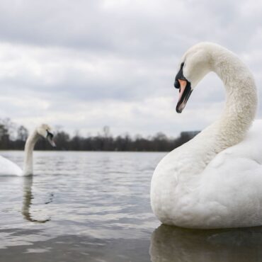 Royal Parks responds to Farage’s claim that swans are being eaten by migrants in UK