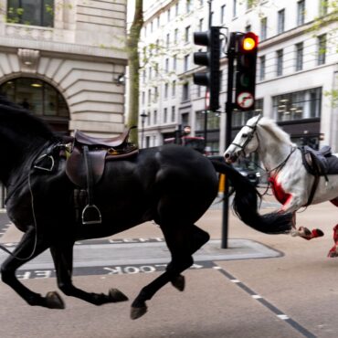 Horse that bolted through London hangs up hooves