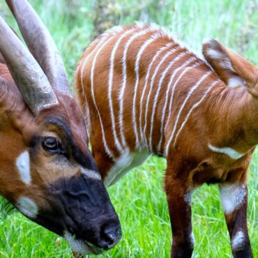 Birth of rare female mountain bongo marks major milestone for species