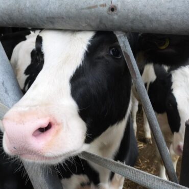 The groundbreaking breeding programme that’s reducing methane in cow burps