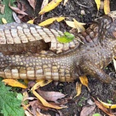 Derbyshire crocodile hunt turned out to be ‘more fluff than fear’