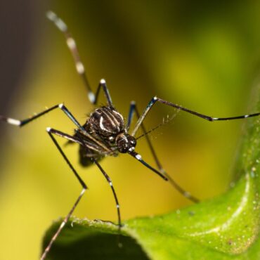 Two species of disease-carrying mosquitoes found in UK