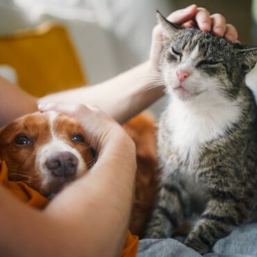 Price cap should be placed on vet prescriptions, watchdog says