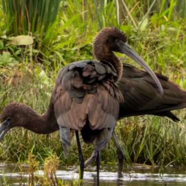 Rare water bird visitor spotted in part of Scotland for first time