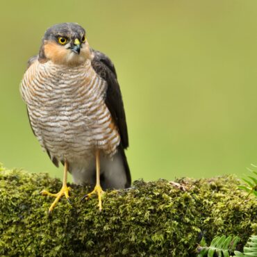 Bird of prey suffered ‘harrowing death’ after being poisoned