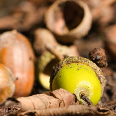 Goodbye ‘false autumn’, hello ‘mast year’ – here’s what it means
