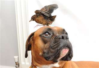 ‘He was a gentle giant’: Dog who went viral after befriending orphaned bird dies