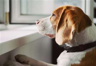 Plan for pet crematorium at former kennels among latest planning bids