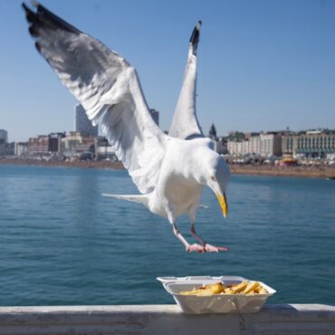 Shout at seagulls to stop them taking your food, research suggests