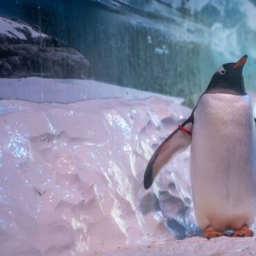 Keeping penguins ‘trapped in a basement’ in central London is ‘un-British’, MPs warn