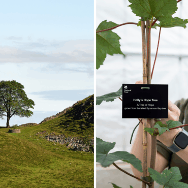 First saplings planted from felled Sycamore Gap tree