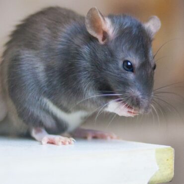 Pest controller reveals first sign you have an infestation – and the one job he’ll ‘never forget’