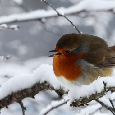 Snow possible in parts of UK today as temperatures plummet