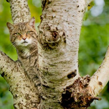 A population of wildcats could be reintroduced in England