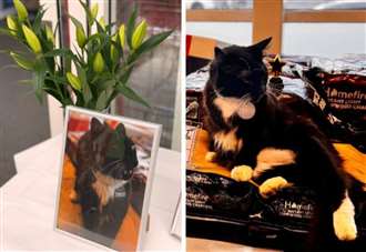 ‘Goodnight Gus’: Heartbreak over death of beloved Tesco cat