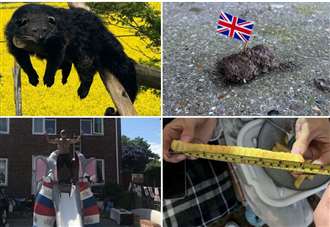 The strangest stories in Kent in 2025