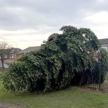 Two men arrested after Christmas tree cut down hours after lights switch-on
