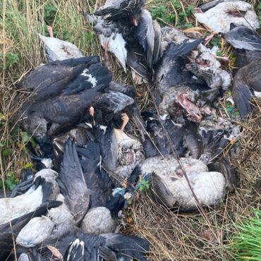 Unsafe meat warning after 70 butchered geese are dumped by the  roadside