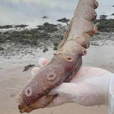 Mystery solved after ‘tentacles’ wash up on Scottish beach