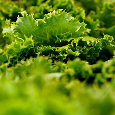 UK lettuce in pre-packed sandwiches was likely cause of fatal E.coli outbreak