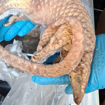 Man arrested after frozen pangolins, rats and porcupines seized in London