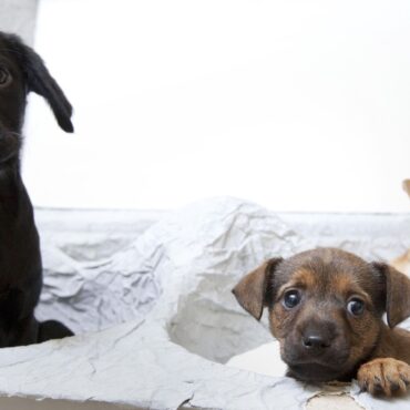 Puppy farming, snare traps and trail hunting to be banned, under new reforms