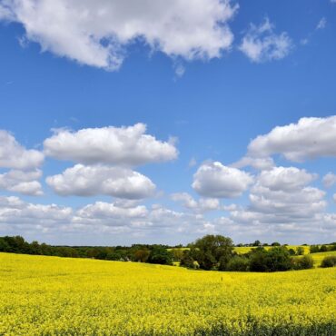 Farmers lose more than £800m after hottest spring and summer on record, study finds