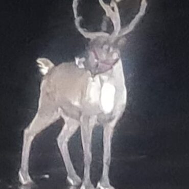 Runaway reindeer sparks emergency rescue operation