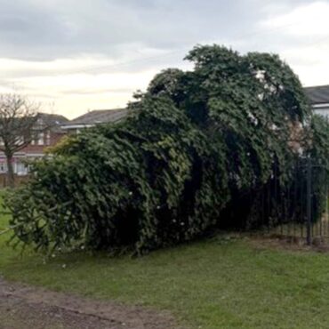 Christmas tree chopped down hours after lights switch-on