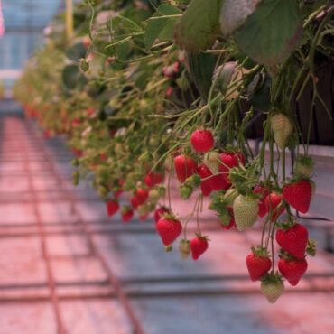 A berry good idea? The West Sussex farm growing strawberries in December