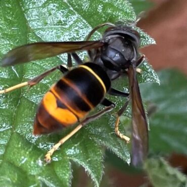 Warning issued over Asian hornets’ nest discovery in UK