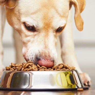 Time for your dog to go vegan?