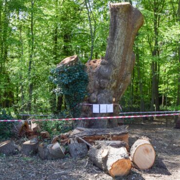 Toby Carvery restaurant facing eviction over felling of ancient oak tree