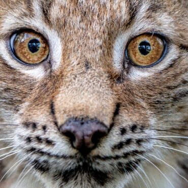 Public views sought on potential reintroduction of lynx to Scotland