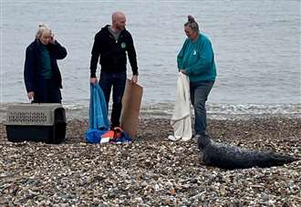 Young seal rescued from beach after reports of children throwing stones